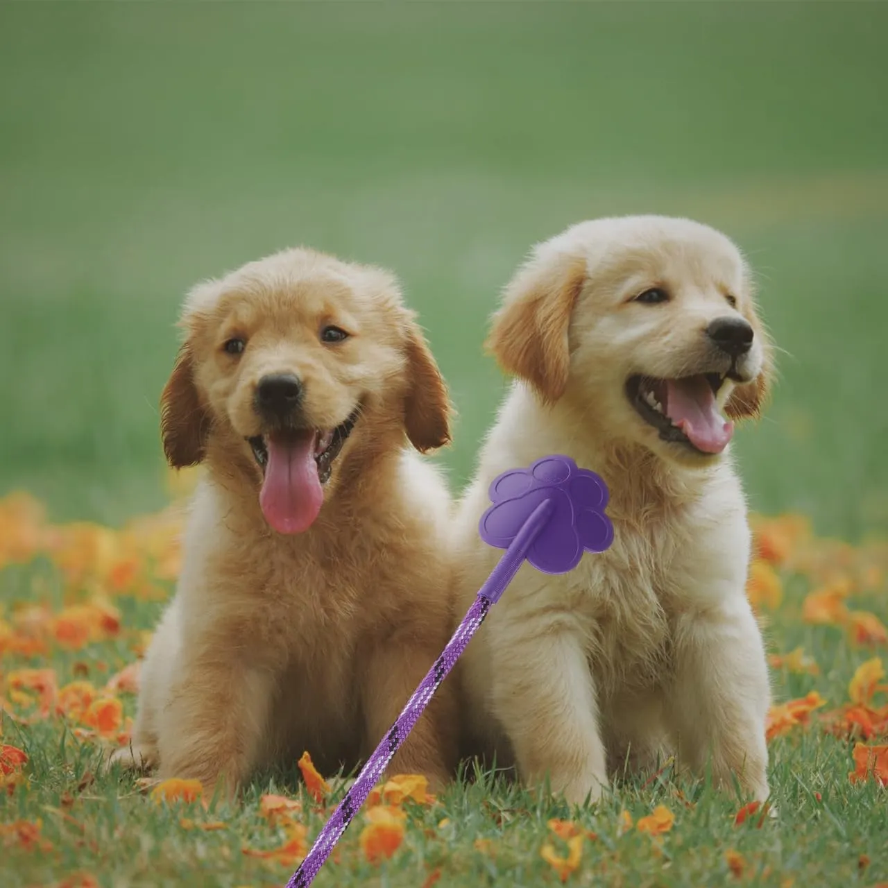 2pcs Dog Training Tool Supplies Small Dog Toys Lure Stick for Dogs Targeting Stick Cat Training Clicker Toy Tools Pet Training Stick Dog Stuff Puppy Dog Trainer