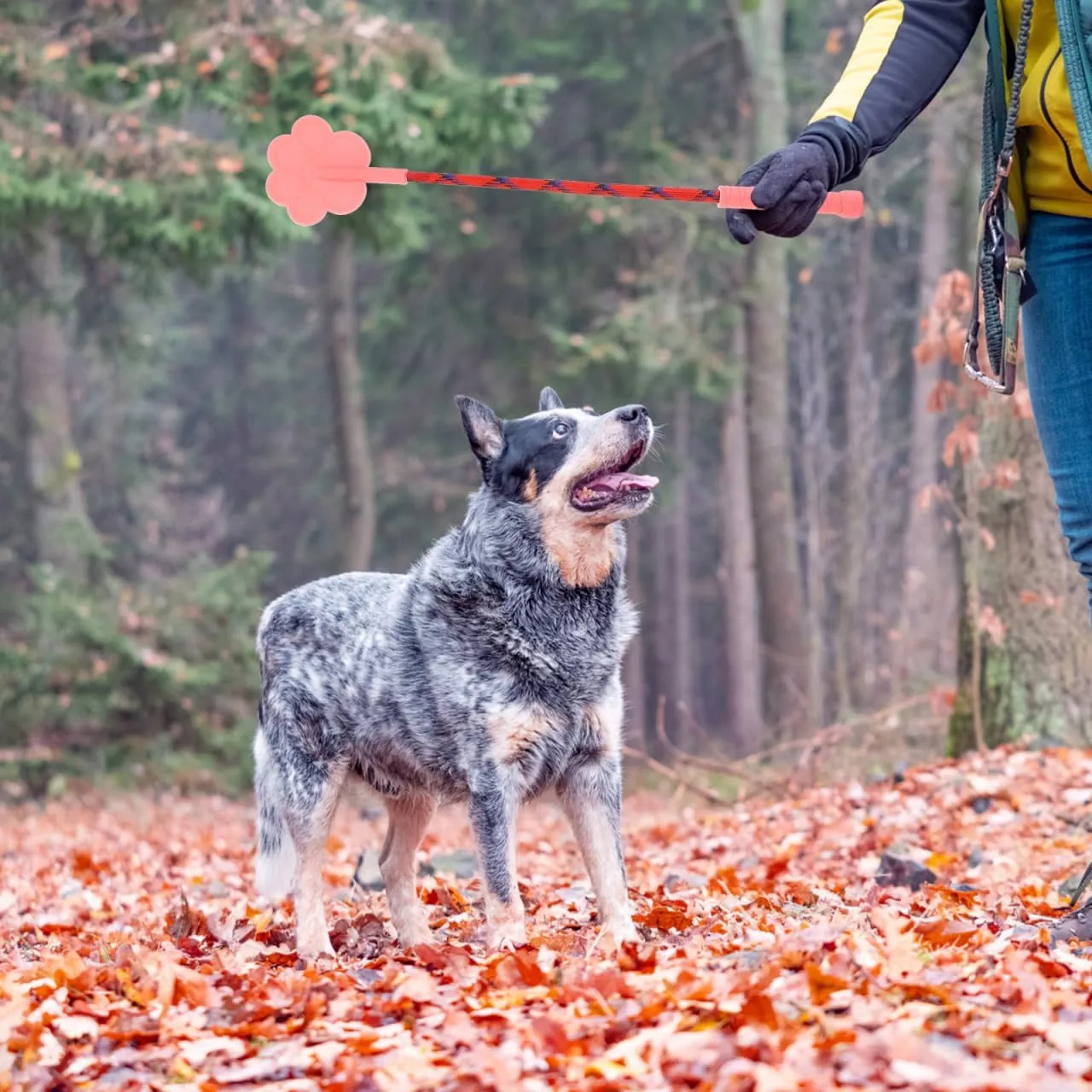 2pcs Dog Training Tool Supplies Small Dog Toys Lure Stick for Dogs Targeting Stick Cat Training Clicker Toy Tools Pet Training Stick Dog Stuff Puppy Dog Trainer