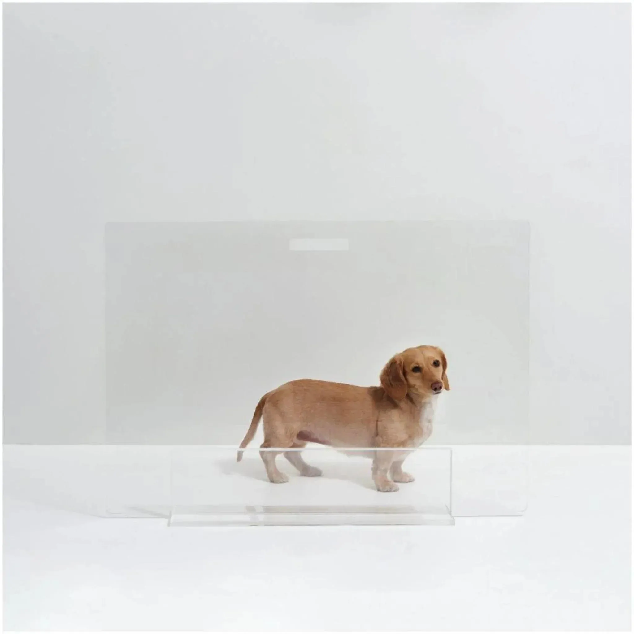30" Clear Freestanding Pet Gate Panel