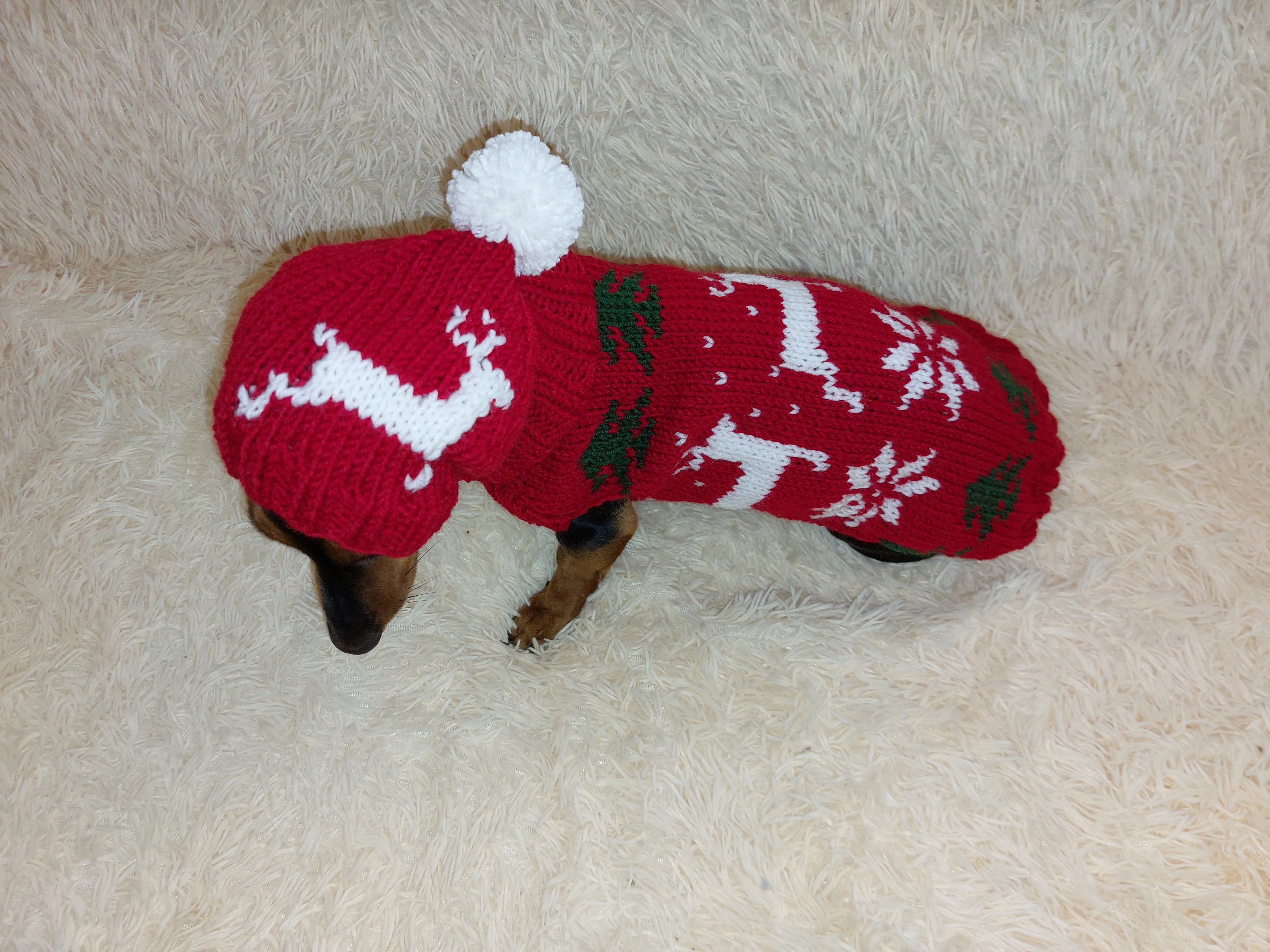 Christmas outfit for a dachshund costume sweater and hat with Christmas trees, snowflakes and deer
