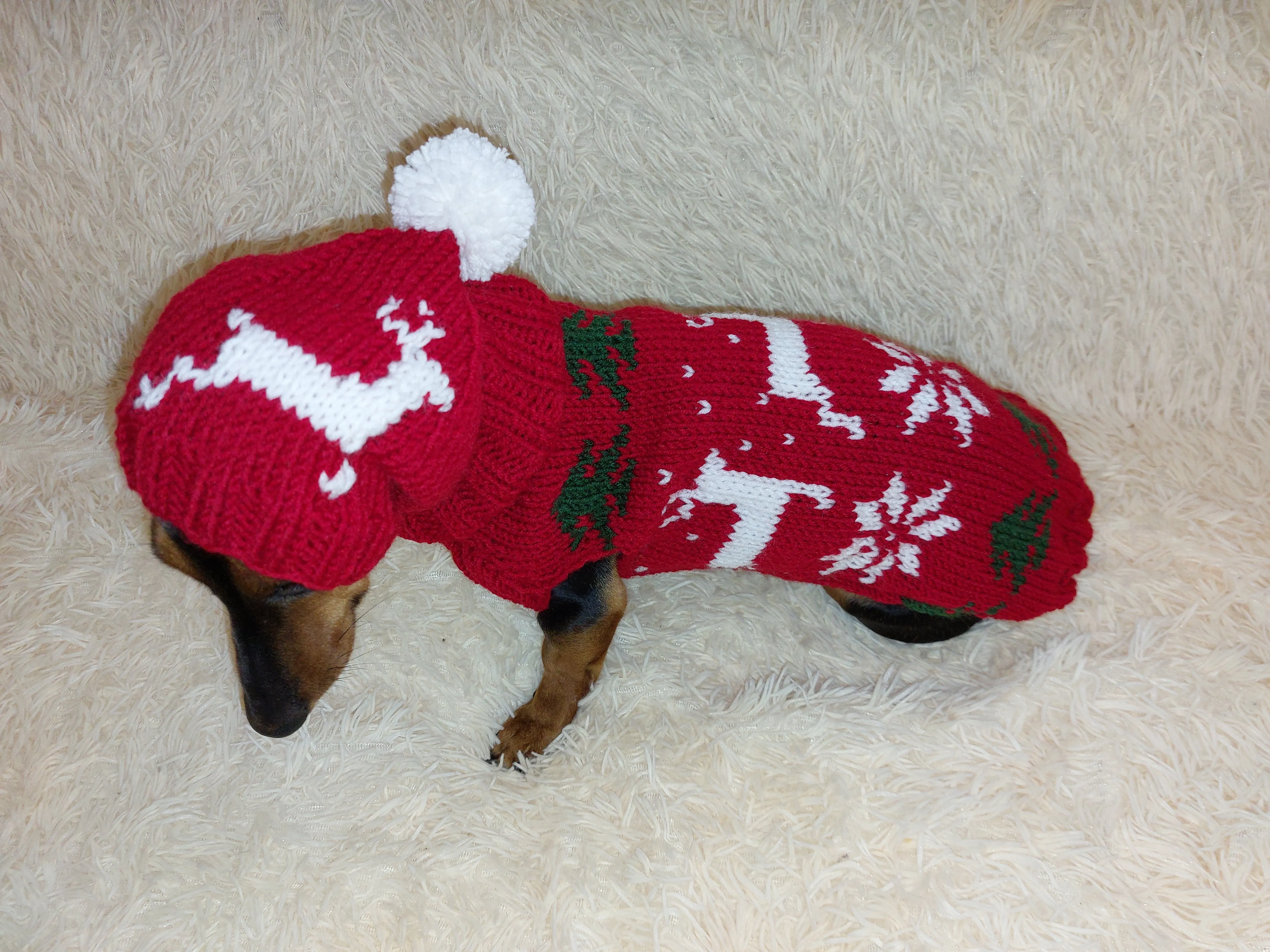 Christmas outfit for a dachshund costume sweater and hat with Christmas trees, snowflakes and deer