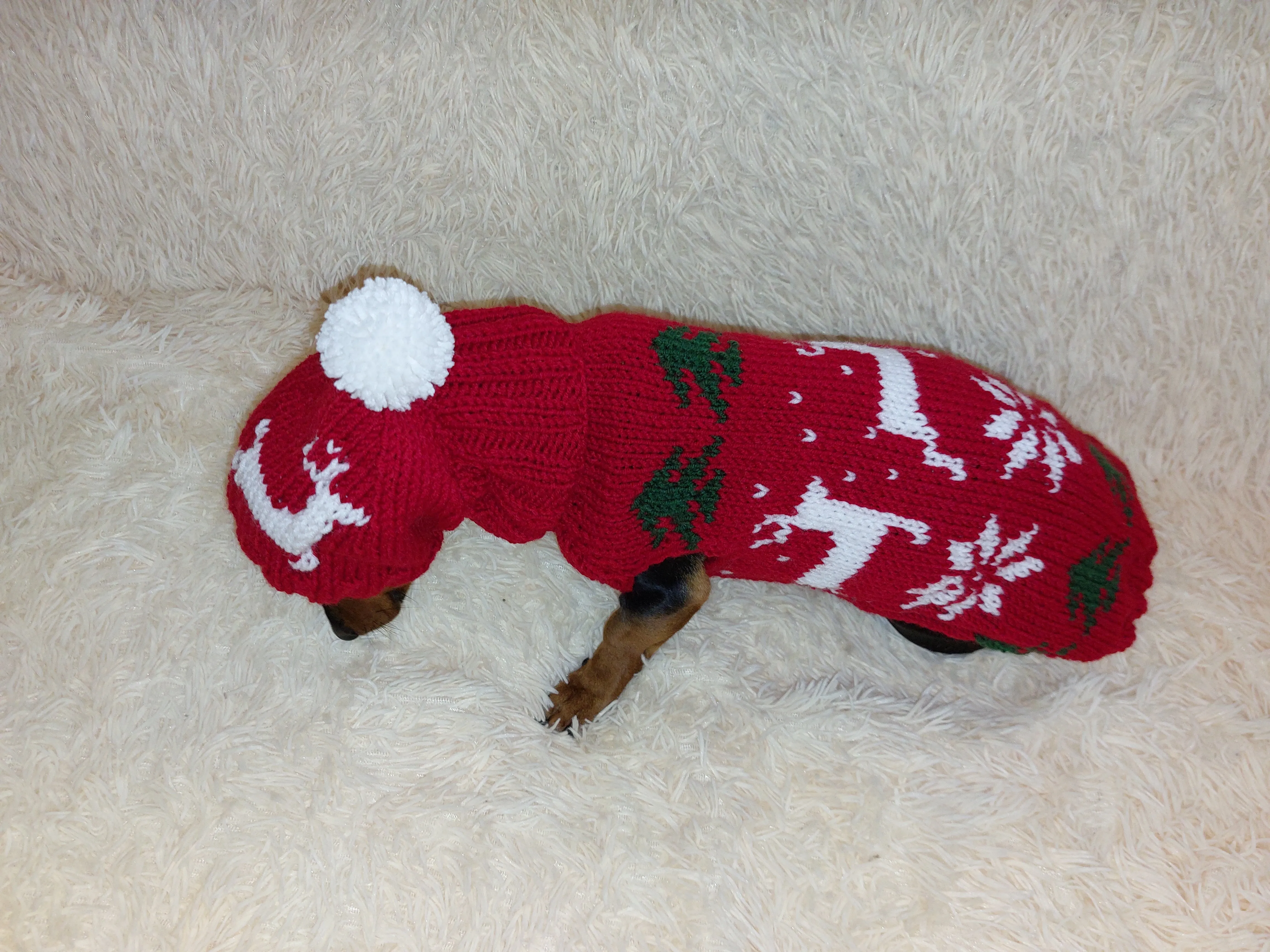 Christmas outfit for a dachshund costume sweater and hat with Christmas trees, snowflakes and deer