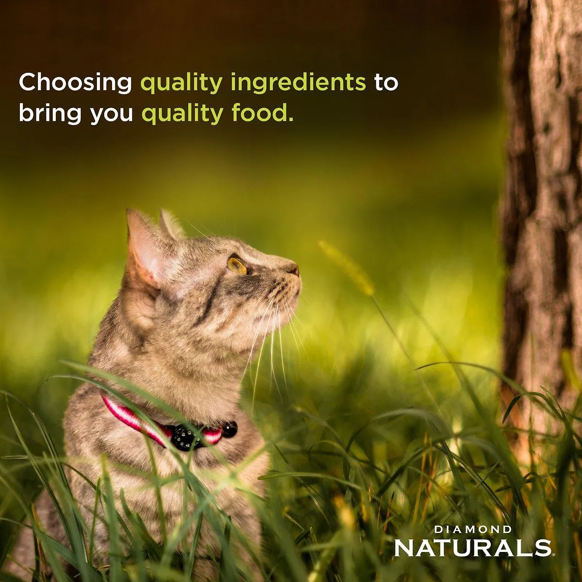 Diamond Naturals Cat Indoor Chicken & Rice