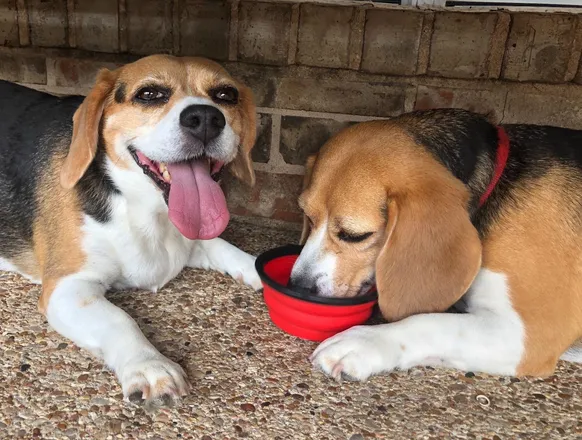 Foldable Travel Doggie Bowl