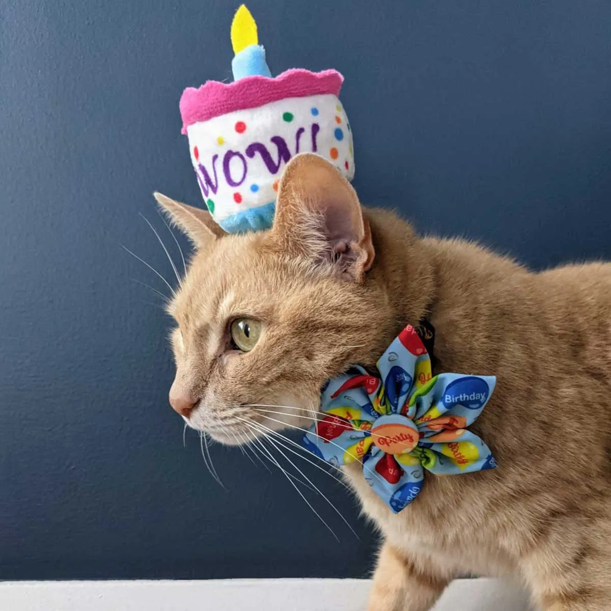Kittybelles Mewow Cake Plush Catnip Toy