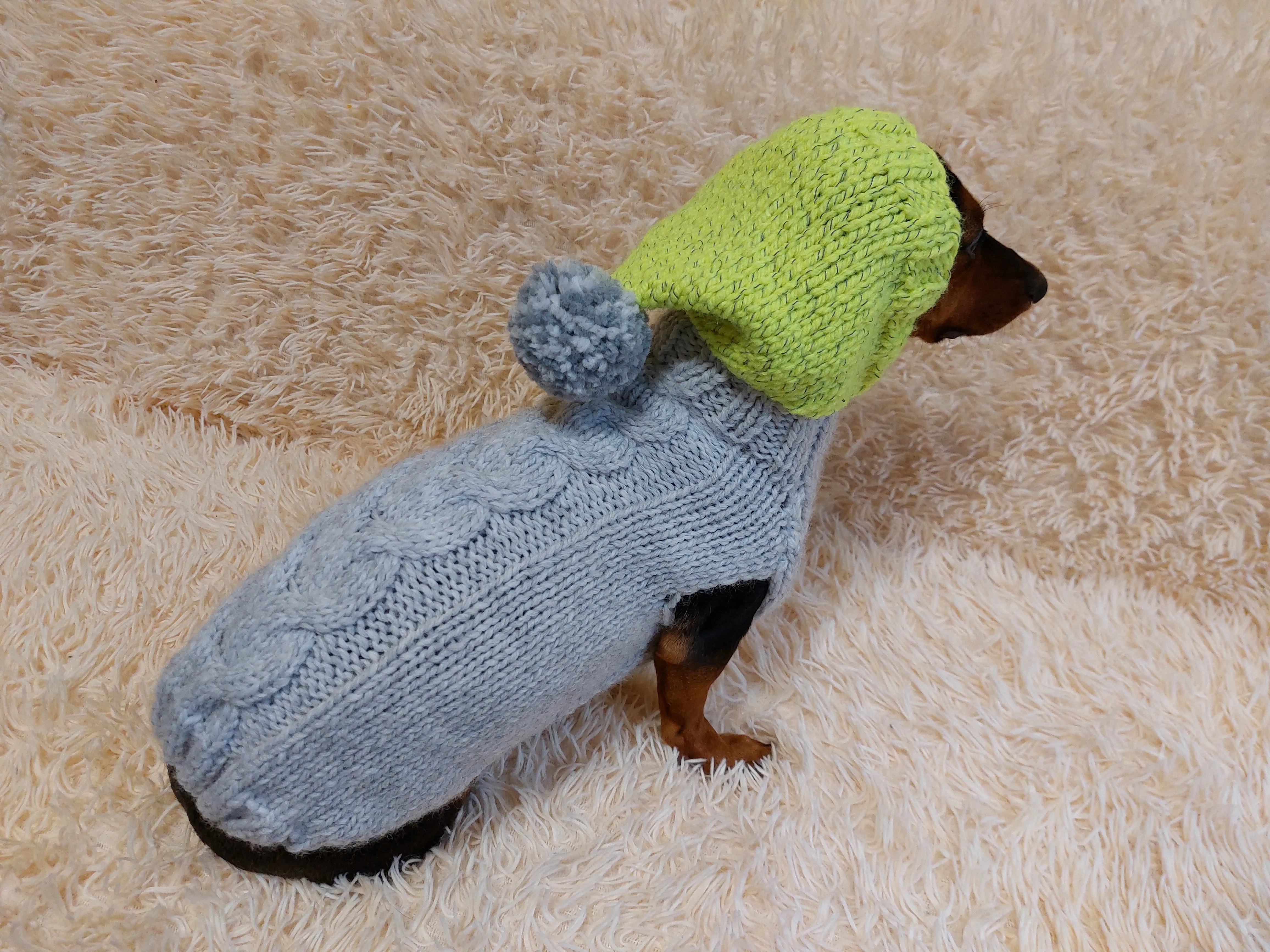L Winter wool coat with hood for dachshund or small dog