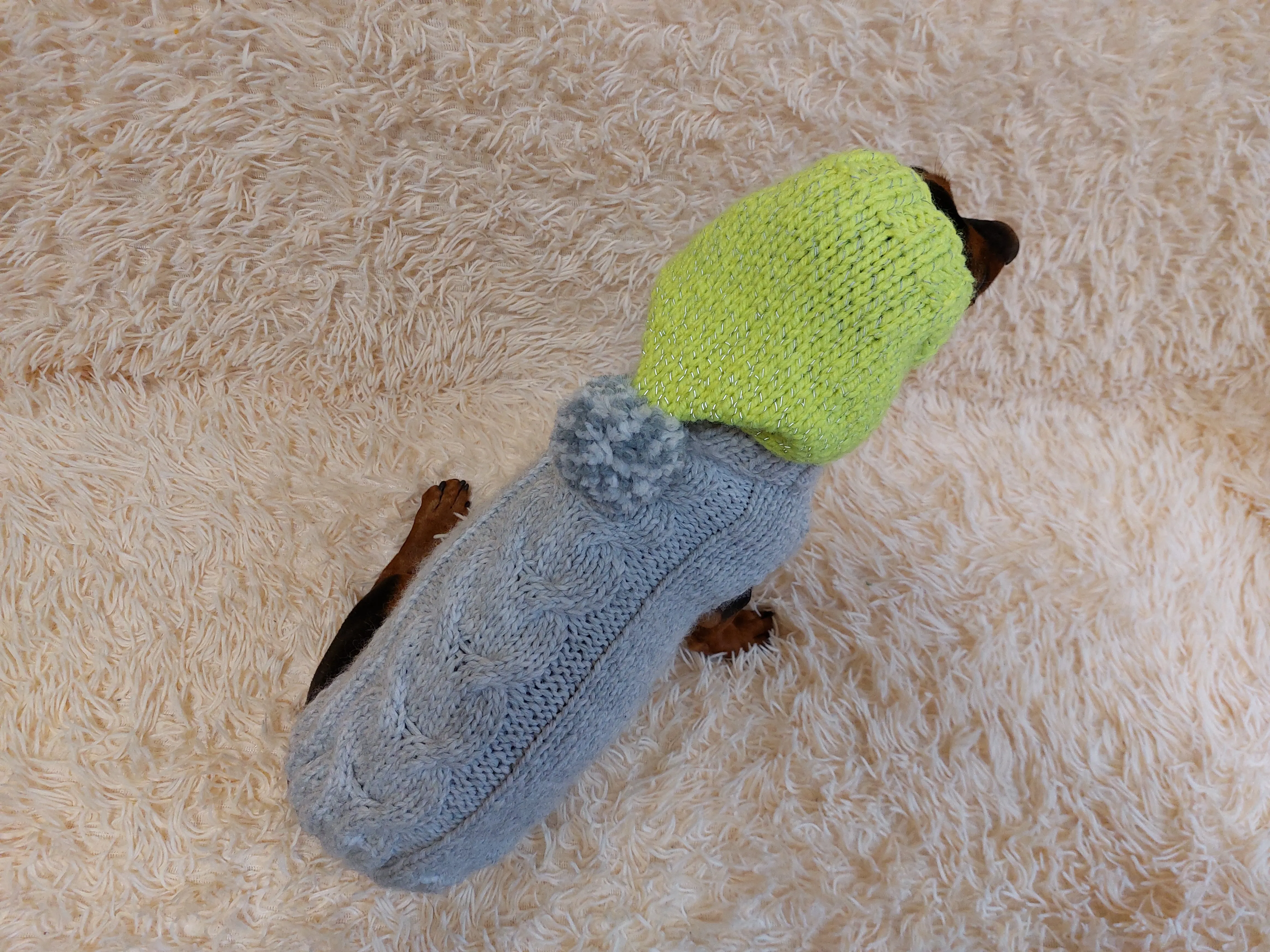 L Winter wool coat with hood for dachshund or small dog