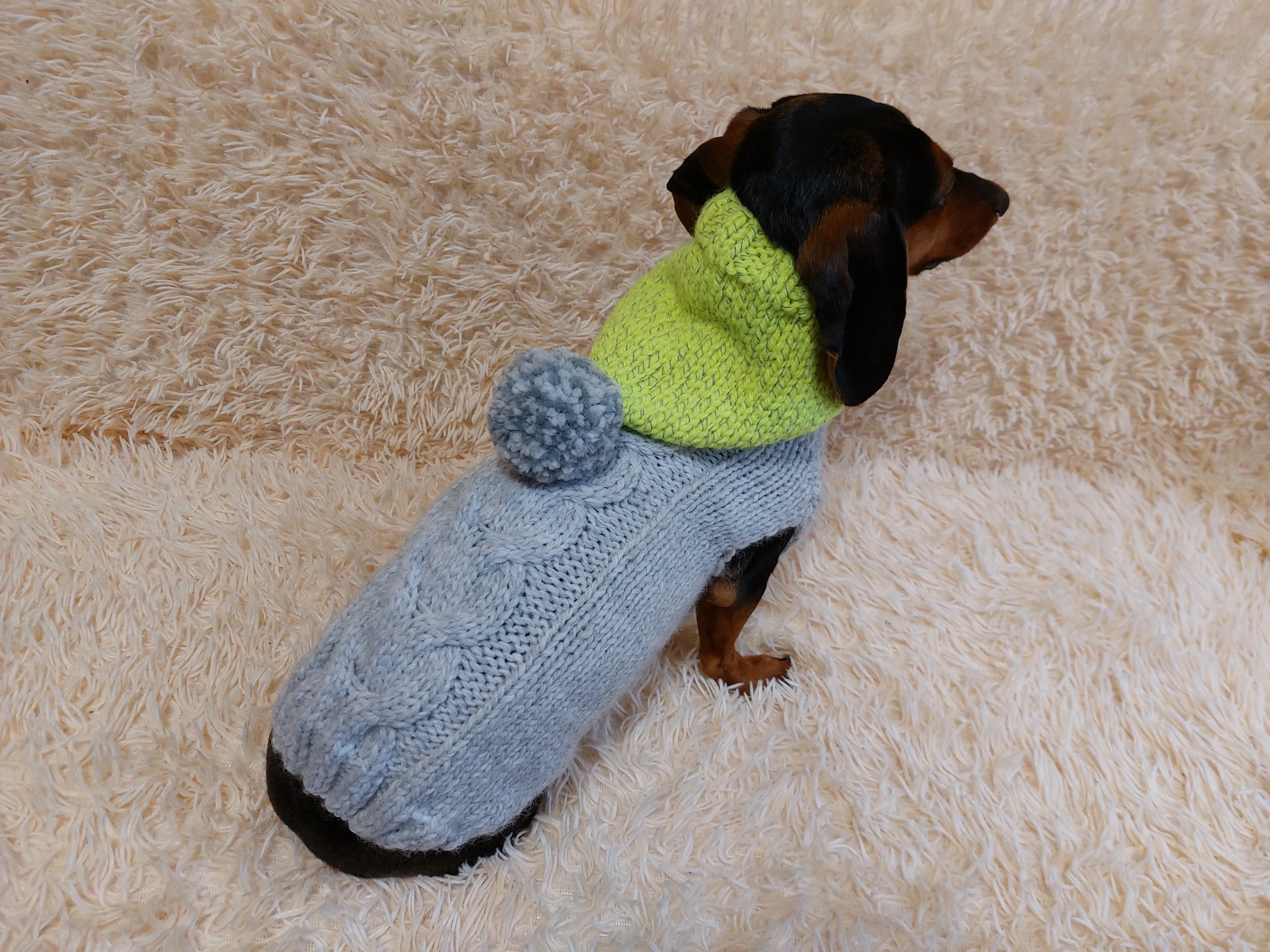 L Winter wool coat with hood for dachshund or small dog