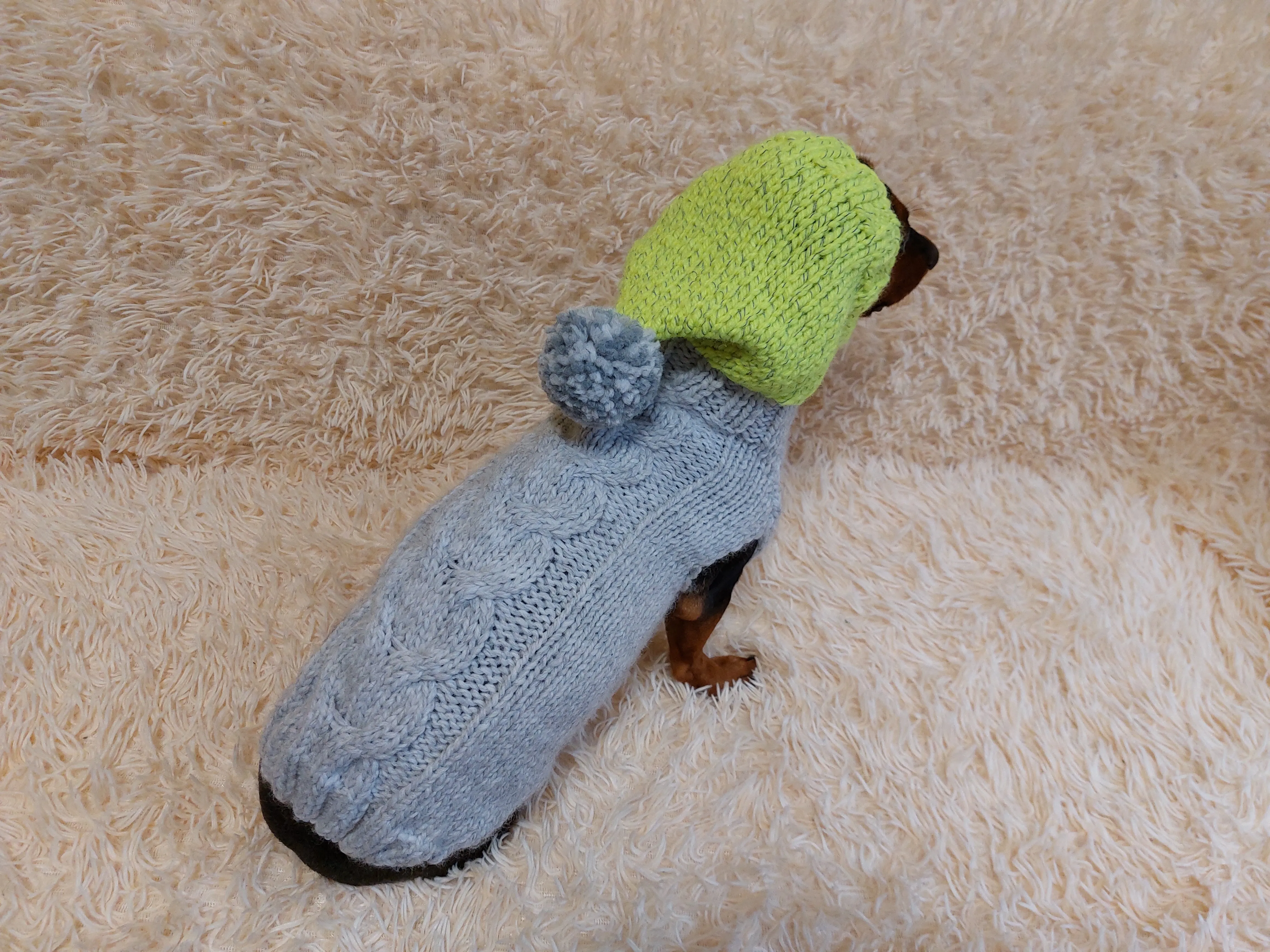 L Winter wool coat with hood for dachshund or small dog