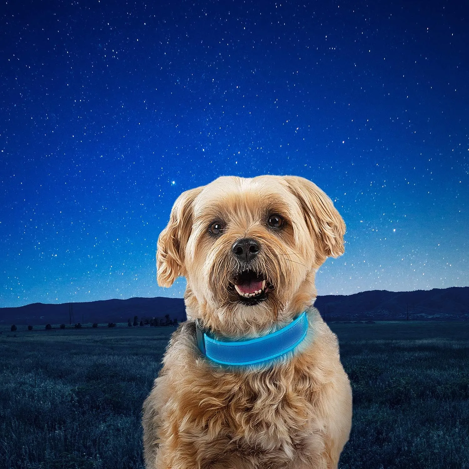 Nite Ize NiteDog Rechargeable LED Collar - Light Up Dog Collar with Durable Metal Buckle - Water-Resistant & Rechargeable Collar - Dog Supplies for Night Activities - Small, Blue