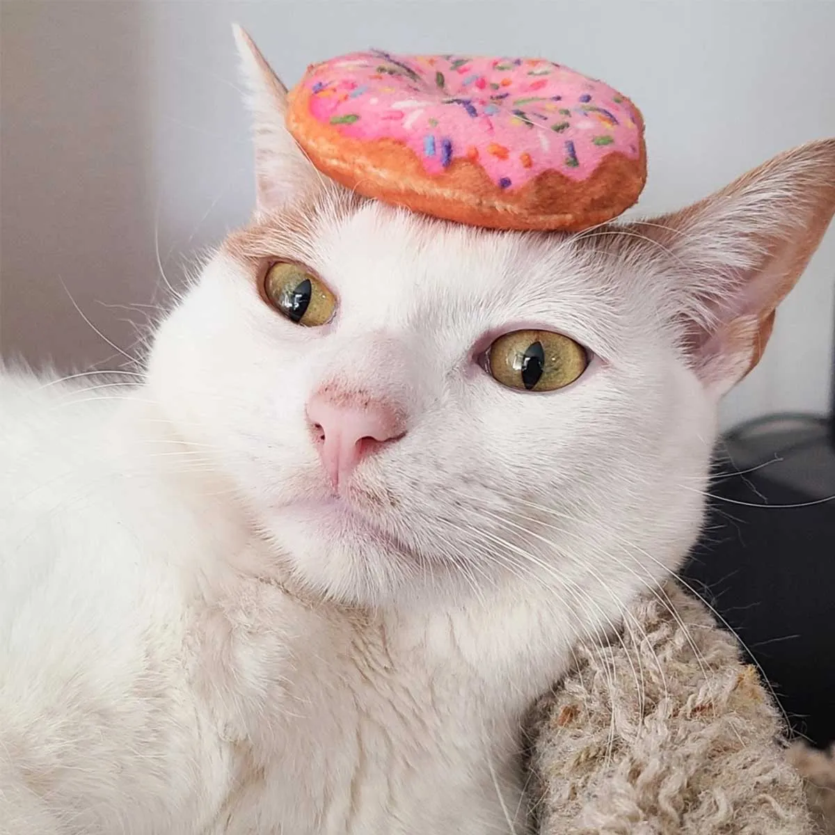 Strawberry Donut Plush Catnip Toy