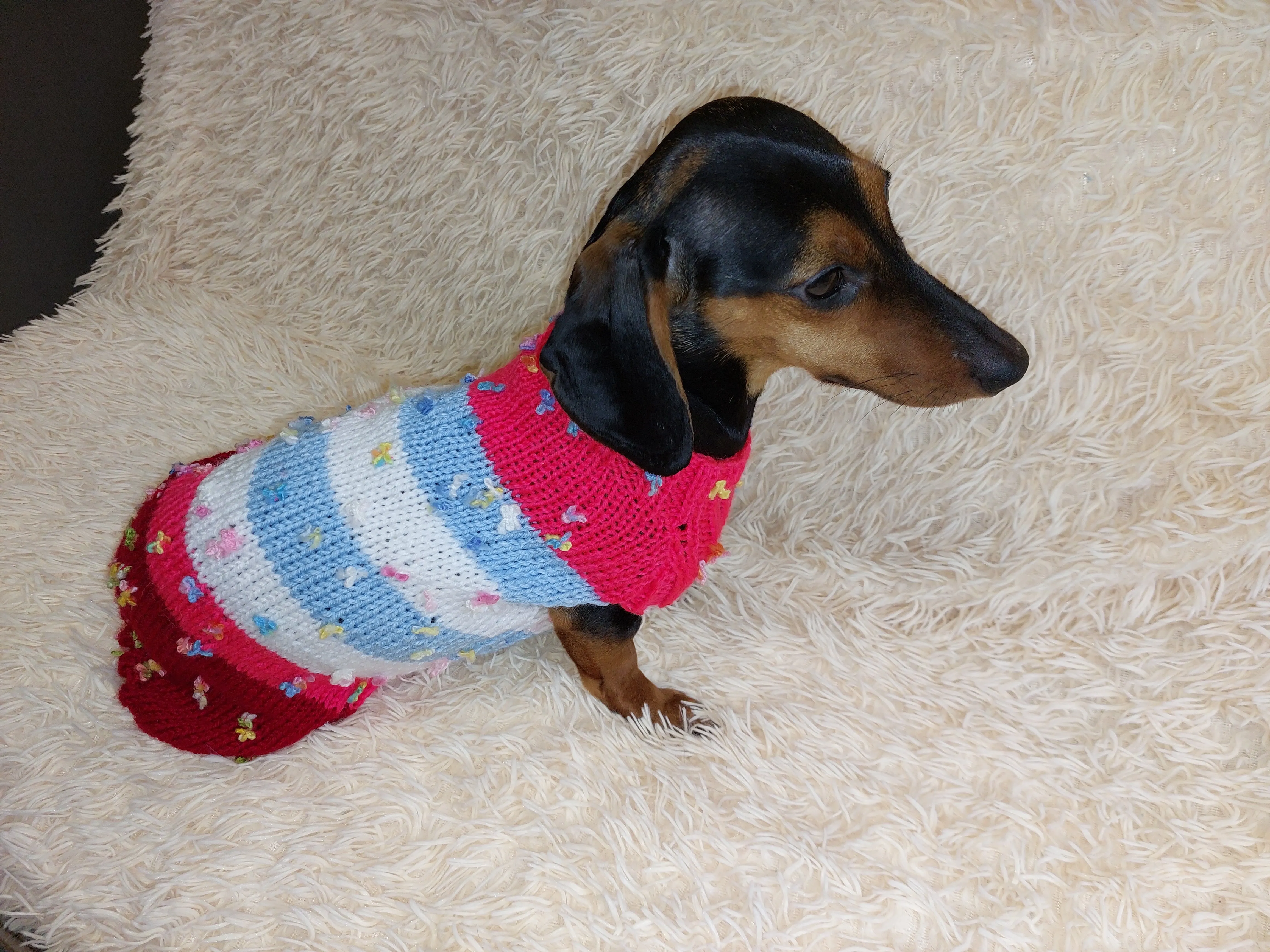 Striped floral bright outfit for a dog with flowers